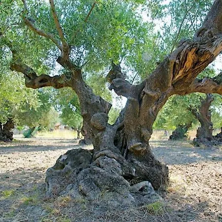 Belvedere - Panoramic Sea View Apts