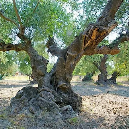 Belvedere - Panoramic Sea View Apts Vasilikí