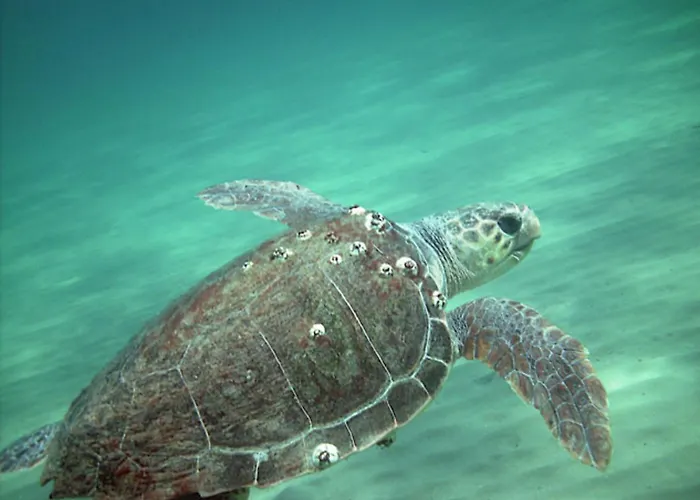 شقة Belvedere - Panoramic Sea View Apts Vasilikí