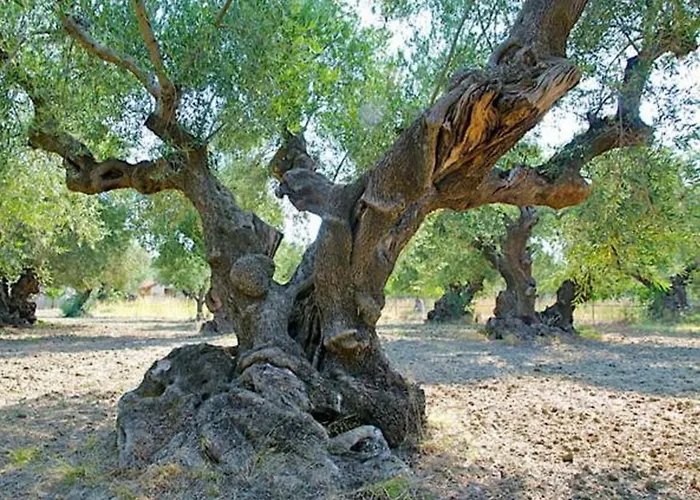 Belvedere - Panoramic Sea View Apts Vasilikí